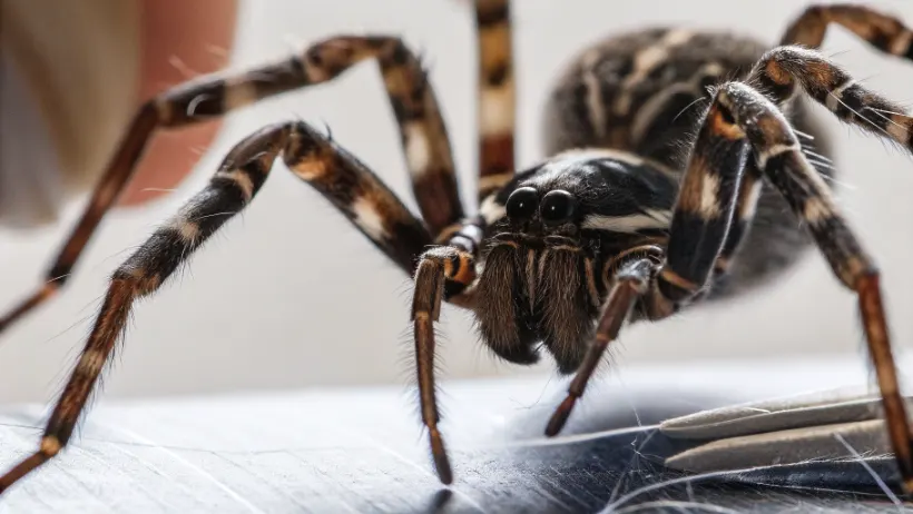 Close-up photograph of a funnel web spider associated with antivenom research