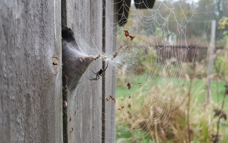 Black widow spider web showing characteristic irregular cobweb pattern with funnel retreat