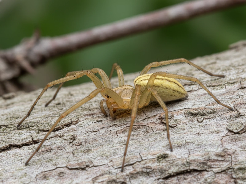 Close-up photograph of a yellow sac spider showing its pale yellowish-beige coloration and body structure