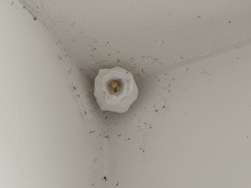 Yellow sac spider silk retreat in corner where wall meets ceiling showing characteristic white pouch structure